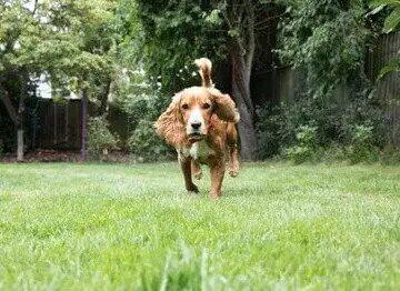 dog playing garden