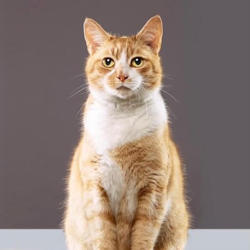  American Bobtail