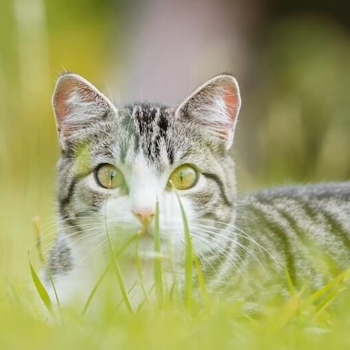  American Bobtail