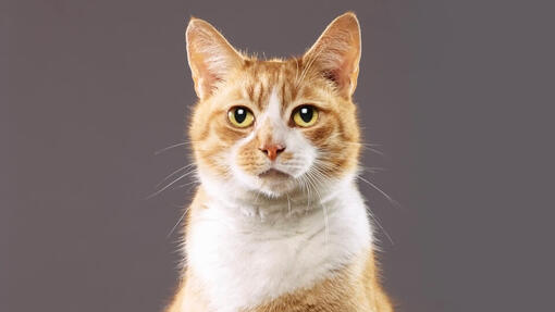  American Bobtail