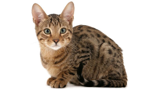 Serengeti Cat 