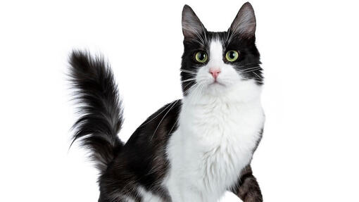 Turkish Angora