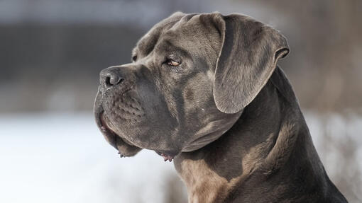 Cane Corso Hero Mobile