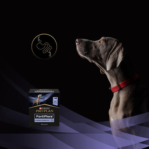 ProPlan FortiFlora Dog