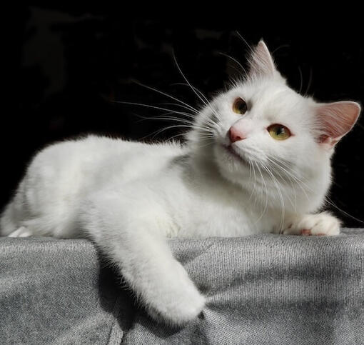 Turkish Angora