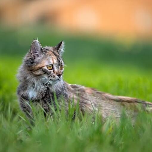 Turkish Angora