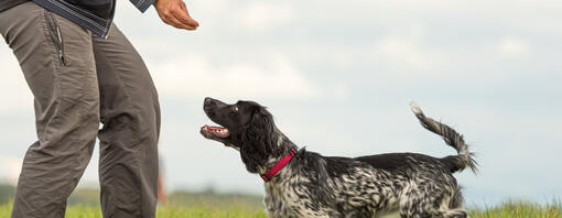 Dog obedience Training