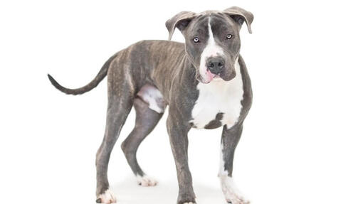 Pitbull 