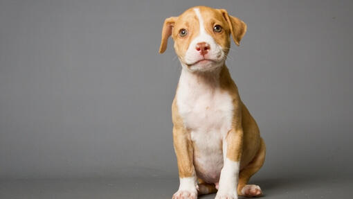 Pitbull Puppy