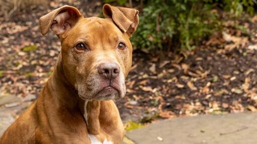Pitbull 