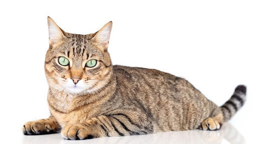 shorthair cat