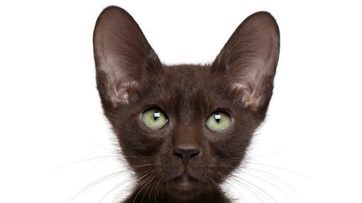 Havana Brown Cat
