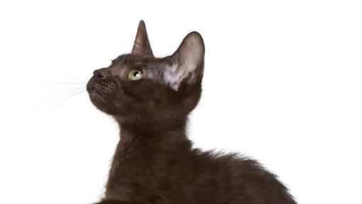 Havana Brown Cat