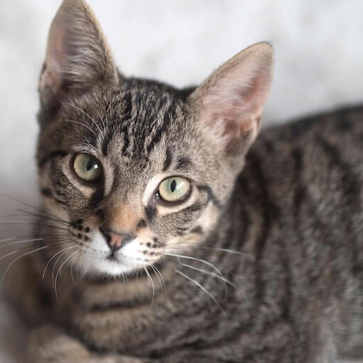 American Shorthair Cat2