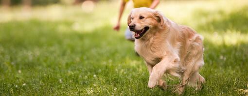 Dog running in a park - Hero