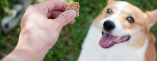 Dog looking at digestive biscuit – Hero