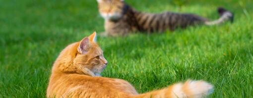 Two cats sitting outside in grass
