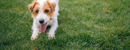 Hero Dog Prebiotic