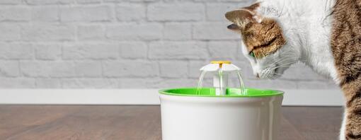 Cat looking at toy water fountain - Hero