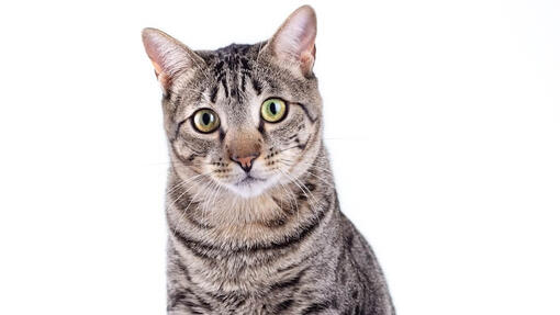 American Shorthair Cat1