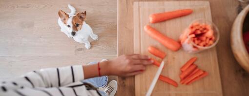 Dog looking at person cutting carrots HERO