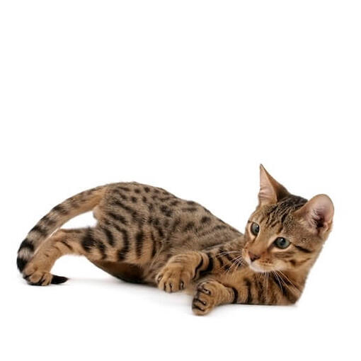  Serengeti cat