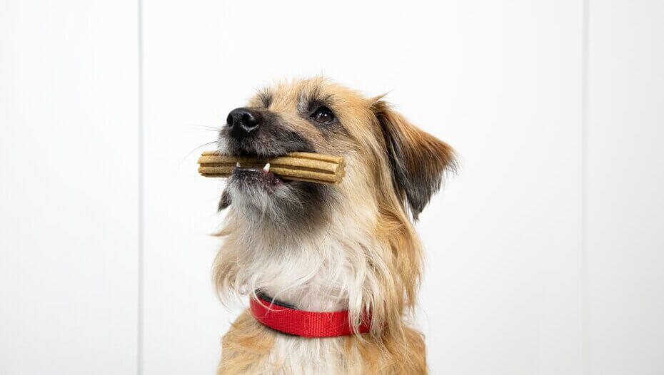 Caring for puppy, adult and senior dogs' teeth 1 Brown dog sitting with a Dentalife stick in it's mouth