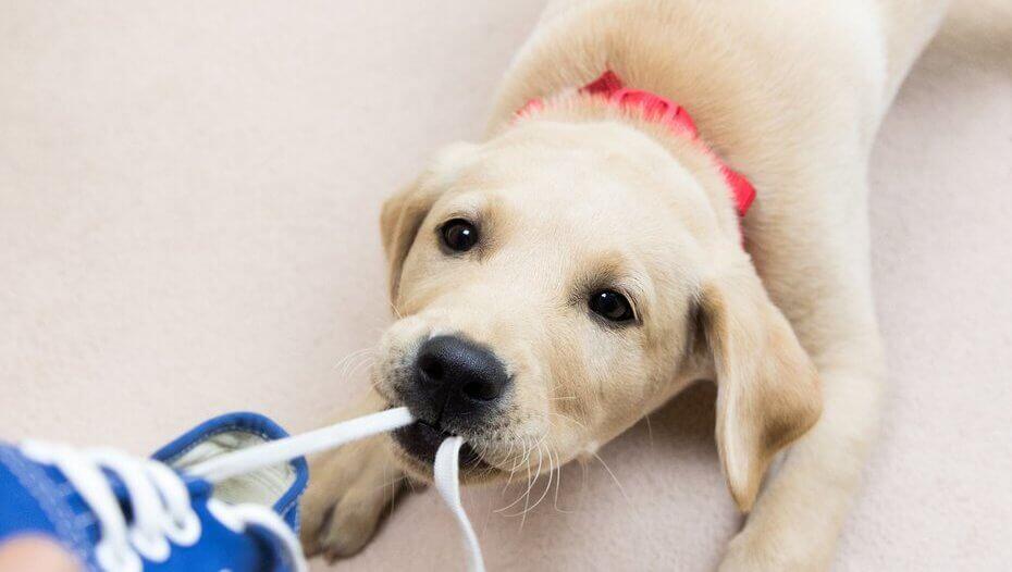 Excessive Dog Chewing 1 Golden retriever puppy chewing on shoe lace