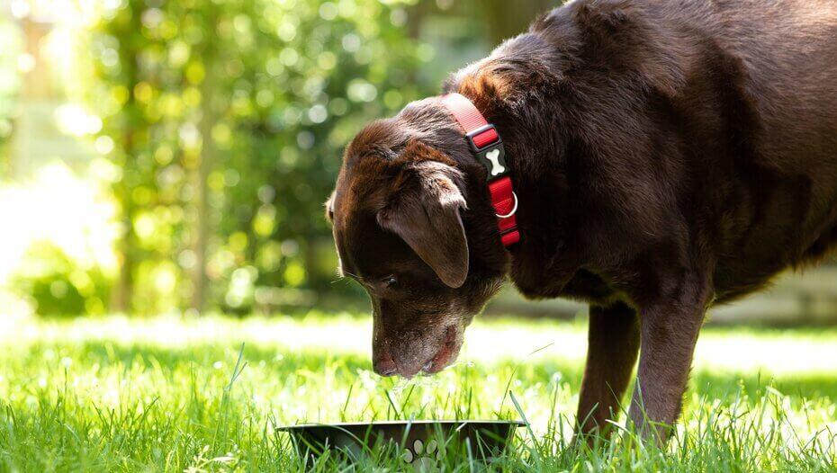 Heat Stroke in Dogs How to Recognise the Symptoms and Act Swiftly 1 Dog staring into bowl