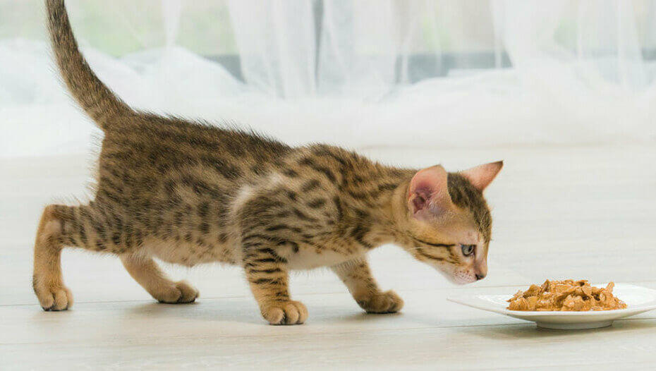 Kitten Teething Advice1 Brown kitten sniffing a plate of food