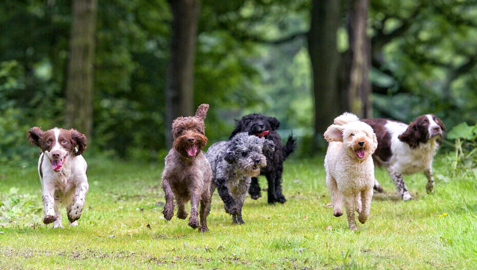 Group of 6 excited dogs running towards camera with tongues out Group of 6 excited dogs running towards camera with tongues out