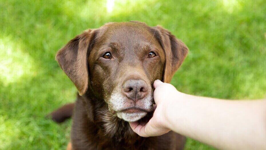 Recognising and Removing Fleas on Dogs 1 Dog looking at owner