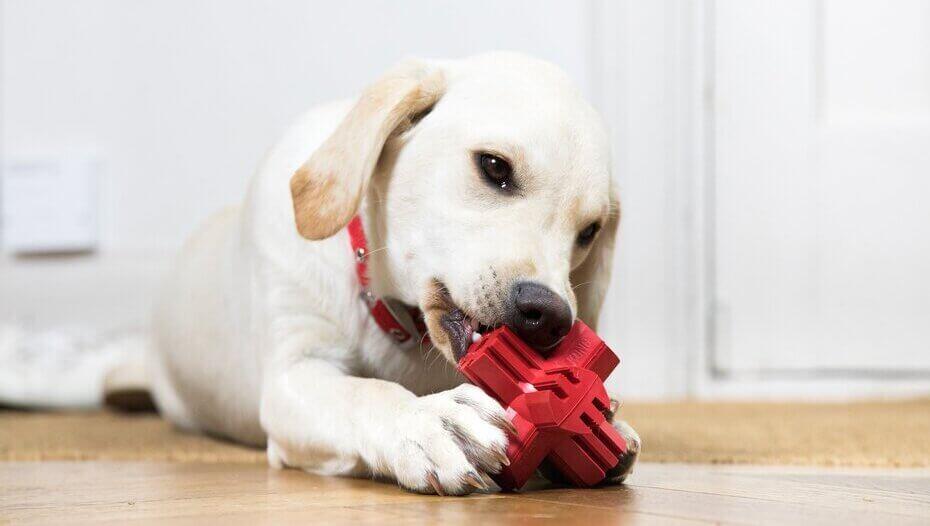 What Can Dogs Chew On1 Golden puppy Retriever playing with red toy