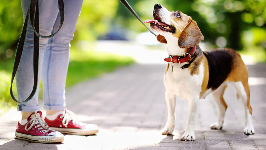 Revealed: Why Are Dogs So Loyal To Humans?
