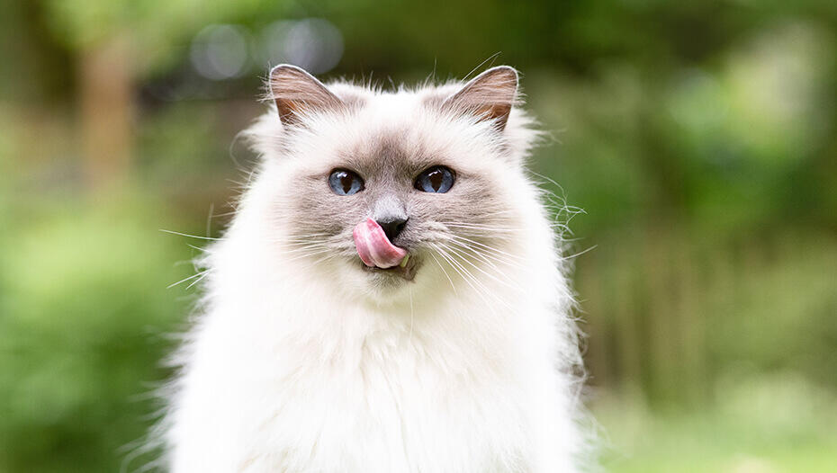 Why does my cat lick me 1 Cat licking it's mouth