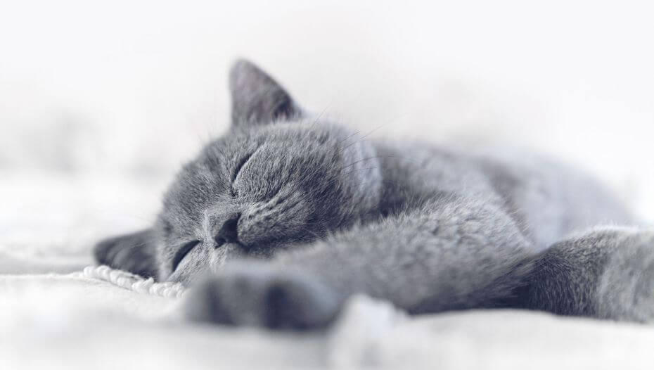 Why-Do-Cats-Sleep-So-Much1 Grey British Shorthair cat sleeping.
