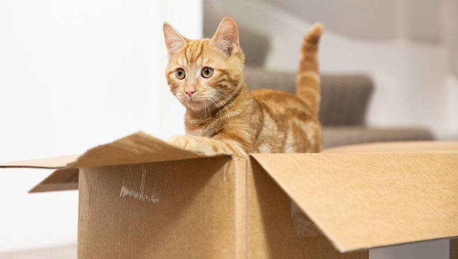 Top 5 Fun Games for Cats 1 ginger kitten playing in a box