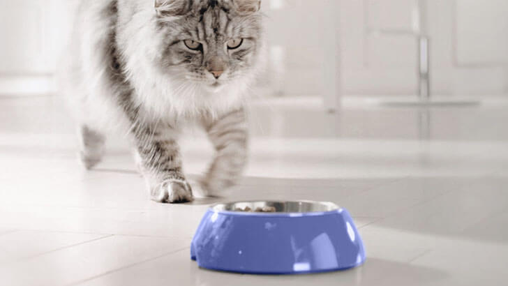 cat approaching blue bowl of food cat approaching blue bowl of food