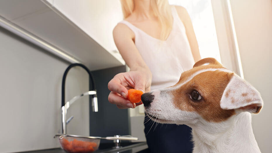 Jack Russell terrier eating carrot Jack Russell terrier eating carrot