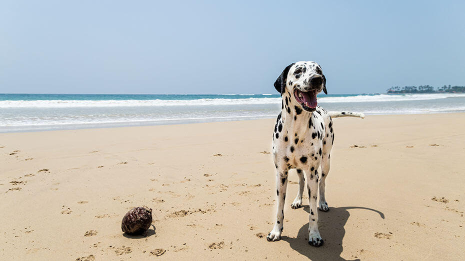 Happy Dalmatian dog playing on the beach Happy Dalmatian dog playing on the beach