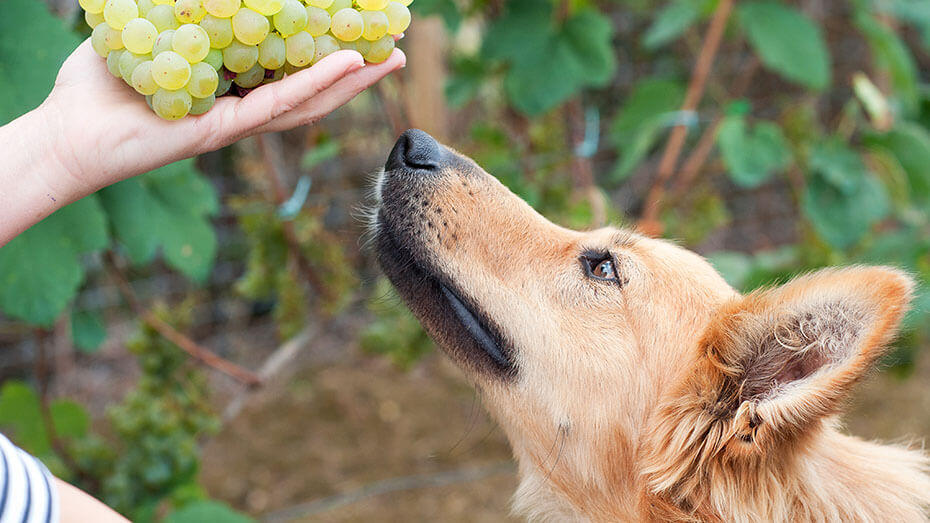 Basque sheepherd dog smelling some grapes Basque sheepherd dog smelling some grapes