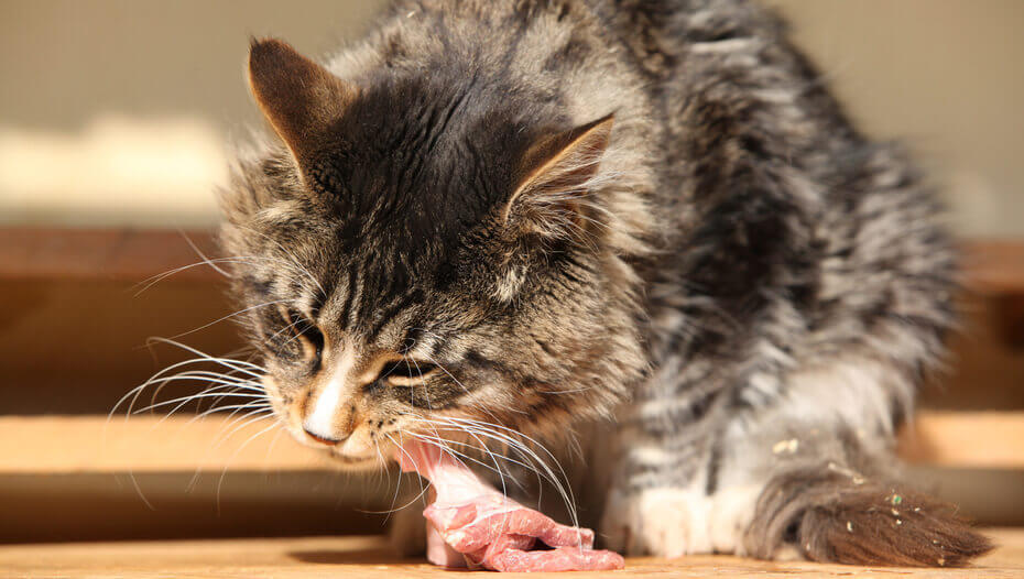 Can Cats Eat Raw Meat? All About Raw Food Diets for Cats Grey cat eating raw chicken.