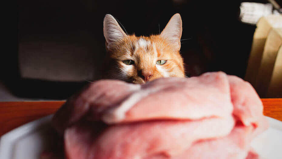 Can Cats Eat Raw Meat? All About Raw Food Diets for Cats Yellow cat looking at raw meat.