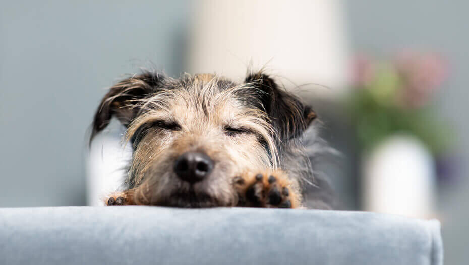 Why Do Dogs Sleep So Much Grey dog is resting on the couch
