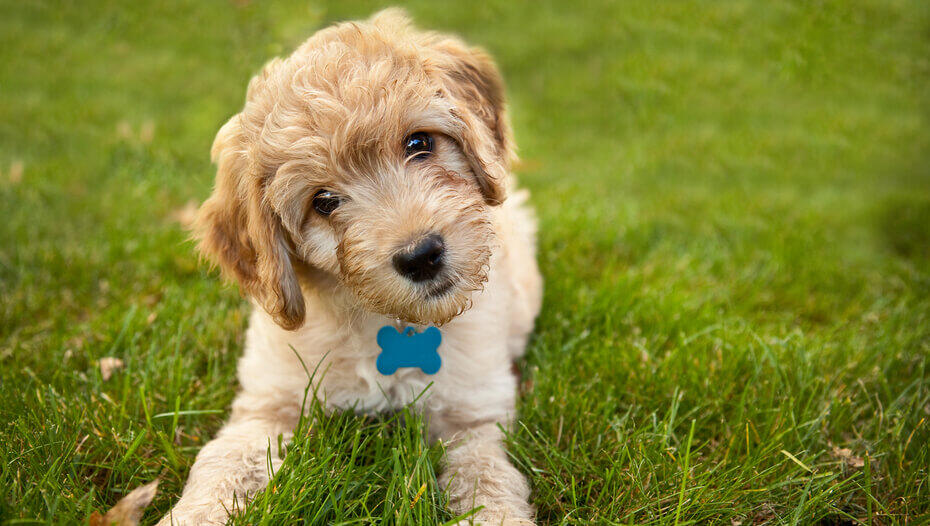 Why Do Dogs Tilt Their Heads? Fluffy dog is looking at the camera