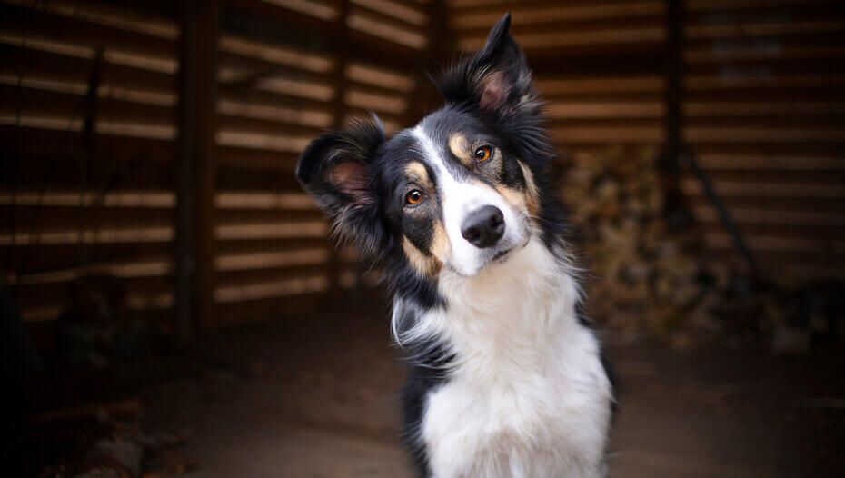 Why Do Dogs Tilt Their Heads? Black and white dog is looking at the camera