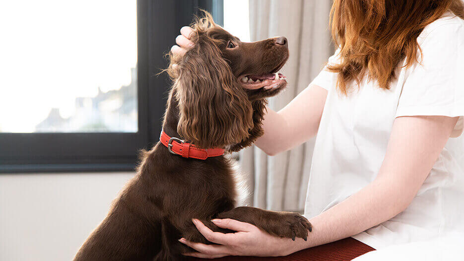 Dog Stroke: Symptoms and Treatment Chocolate dog is being petted by the owner.