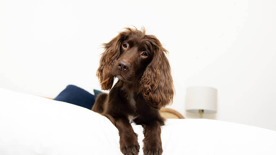 Dog Stroke: Symptoms and Treatment Chocolate dog lying and looking at the camera while its head is tilted.