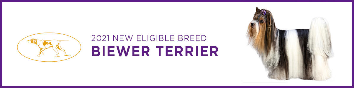 Biewer Terrier Biewer Terrier