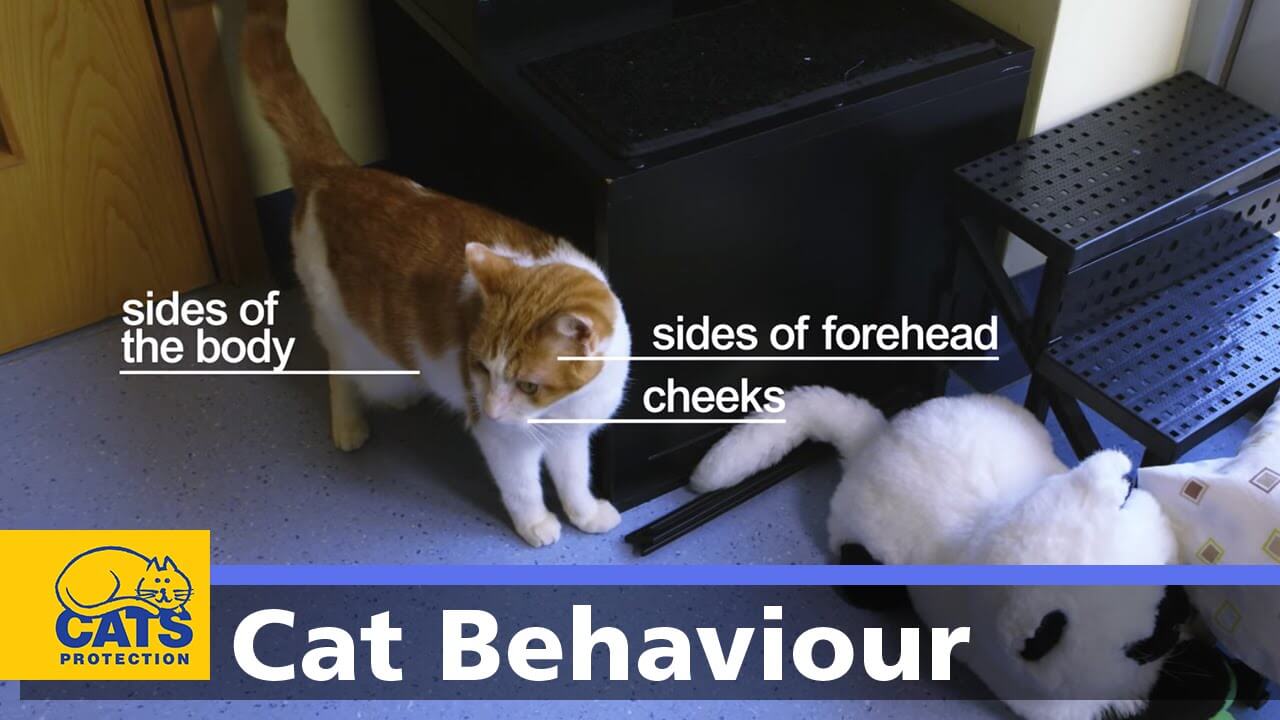 Decoding Cat Body Language